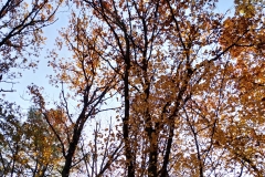 IMG_20241027_100950