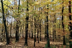 IMG_20241027_101000